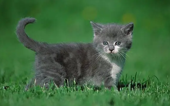 猫咪抑郁能自愈吗?看情况哦~ 猫咪抑郁能自愈吗?看情况哦~