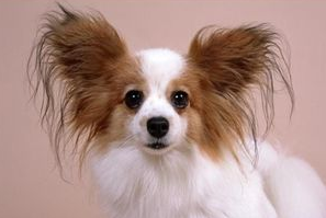 蝴蝶母犬发情怎么办?蝴蝶犬发情期间的护理 蝴蝶母犬发情怎么办?蝴蝶犬发情期间的护理