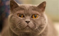 猫猫喜欢吃什么，讨厌吃什么？来看看吧