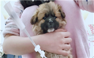 狗狗得细小怎么在家治疗