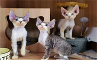 德文卷毛猫为啥不能白配白