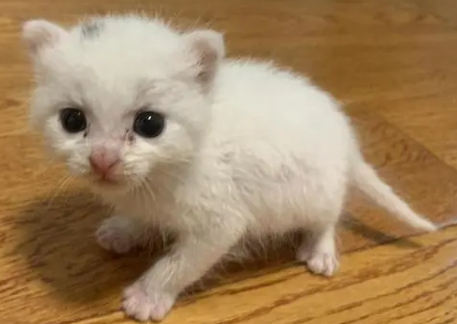 一个月的小奶猫吃什么最好 一个月的小奶猫吃什么最好