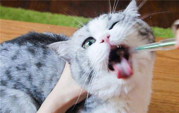猫感冒咳嗽鼻塞怎么办吃什么药 猫感冒咳嗽鼻塞怎么办吃什么药