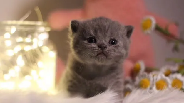 英短蓝白猫正规猫舍