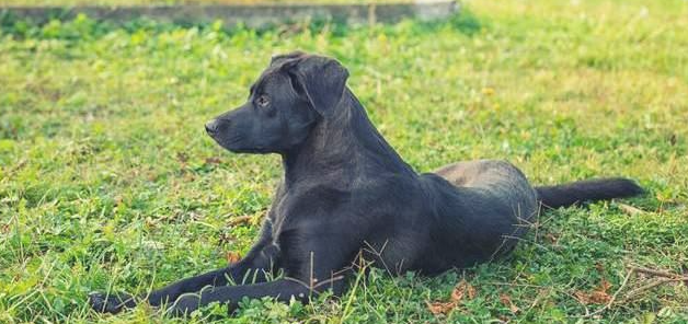 养狗，千万不要选“黑色”的，原因就这6个！