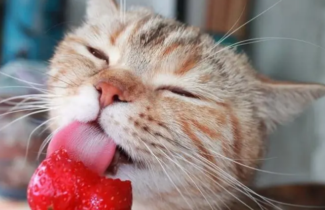 小猫能吃草莓吗为什么呢