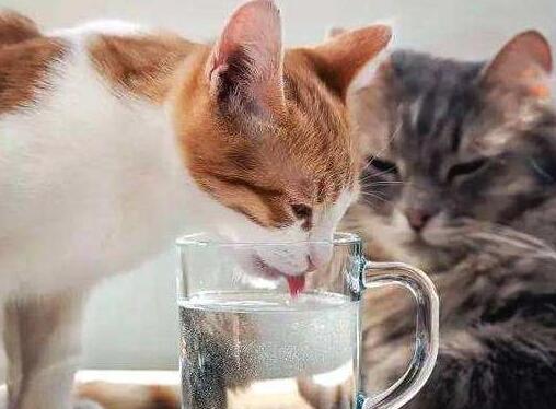 猫咪喝水为什么总是想吐呢