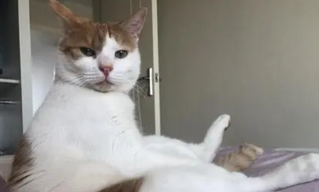 猫咪为什么坐着会摇晃身体呢 猫咪为什么坐着会摇晃身体呢