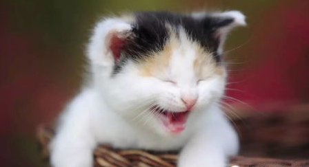 牛磺酸为什么会对猫咪这么重要？你还不知道吧！
