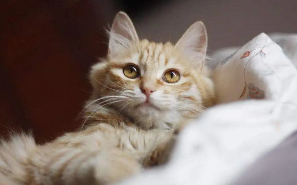 新手养猫，最需要注意的问题有哪些？