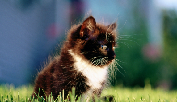 散养到成年的猫还能圈养吗？应该怎么过渡？