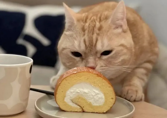 橘猫吃什么食物比较好呢