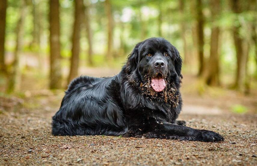 纽芬兰犬的形状特点有什么? 纽芬兰犬的形状特点有什么?