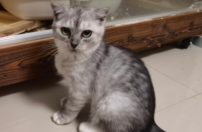 布偶猫和银渐层会配出来什么样的猫咪呢 布偶猫和银渐层会配出来什么样的猫咪呢