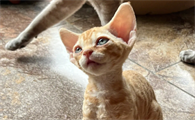 德文卷毛猫容易生病吗