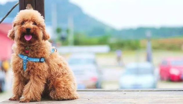 不同品种狗狗的头发医护有什么不一样? 不同品种狗狗的头发医护有什么不一样?