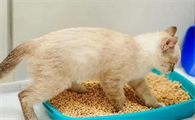 如何养猫家里不臭呢