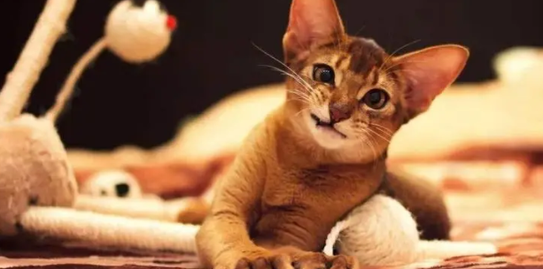 阿比西尼亚猫和暹罗猫哪个好