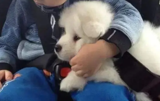 狗狗卖萌的几种方法,假如你没见过,表明它不爱你! 狗狗卖萌的几种方法,假如你没见过,表明它不爱你!
