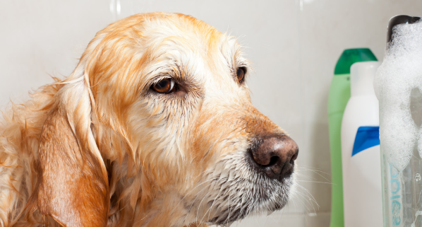 给狗狗洗澡也是有注重，下列五个“不正确”的作法