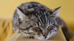 解除猫咪寂寞的方法有哪些？新手必看！