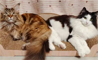 森林猫和缅因猫的区别