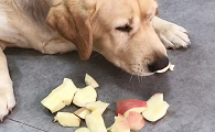 狗狗为什么吃苹果会吐
