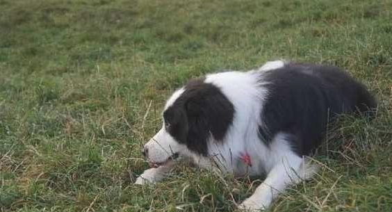 为什么养边境牧羊犬的很少?养它要历经5个痛楚,因此非常少人挑选它 为什么养边境牧羊犬的很少?养它要历经5个痛楚,因此非常少人挑选它