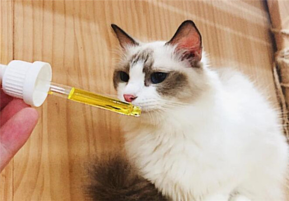 猫咪不吃东西多久会死去