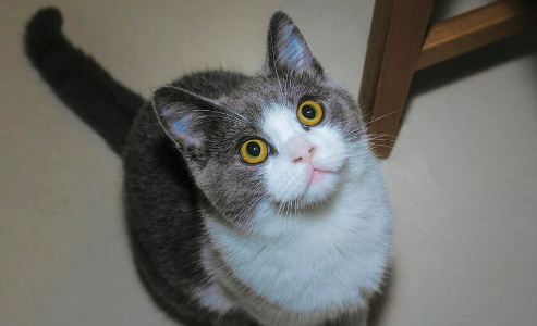 蓝白矮脚猫一般什么价
