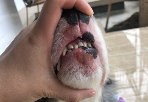 狗狗会不会有溃疡