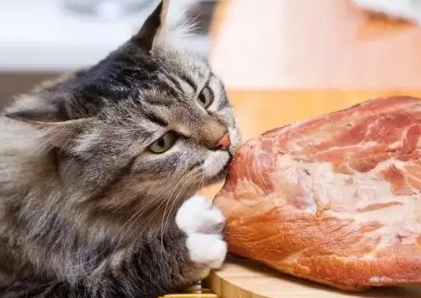 猫咪十大禁忌食物，你都知道哪些？