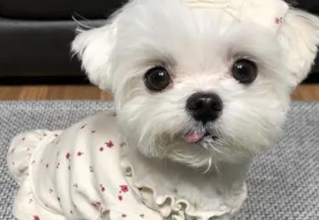 马尔济斯犬怎么预防食物中毒? 马尔济斯犬怎么预防食物中毒?