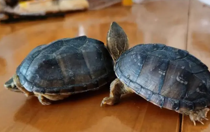 麝香龟2只一起养打架吗
