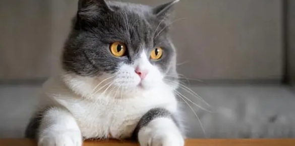 什么宠物猫最聪明啊 什么宠物猫最聪明啊