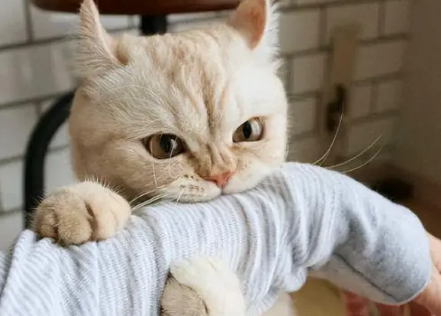猫咪为什么喜欢咬衣服袖子的原因 猫咪为什么喜欢咬衣服袖子的原因
