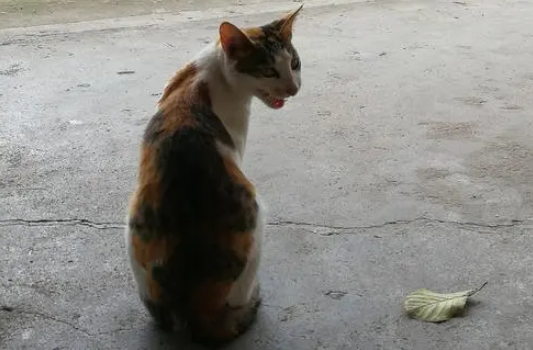 如何训练猫咪自由出入?训练猫咪技巧!