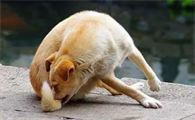 狗狗喜欢舔屁为什么呢