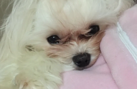 快来学！去除狗狗泪痕小妙招！
