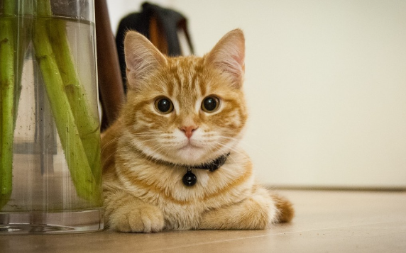 猫口腔溃疡怎么处理?这里有答案! 猫口腔溃疡怎么处理?这里有答案!