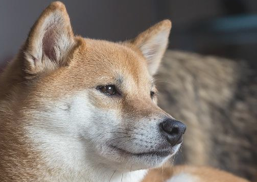 如何区别柴犬和秋田犬,关键有这几个方面! 如何区别柴犬和秋田犬,关键有这几个方面!