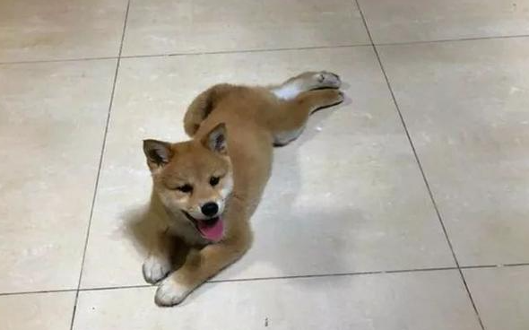 为什么我家秋田犬怎样吃都长长不胖这三个原因?跟你说秋田犬为什么长长不胖 为什么我家秋田犬怎样吃都长长不胖这三个原因?跟你说秋田犬为什么长长不胖