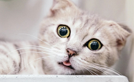 猫咪为什么不叫了