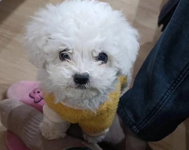 比熊1个月能治泪痕吗？小心一点
