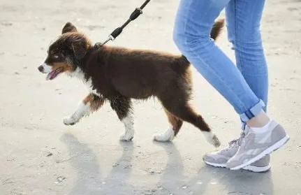 狗一般需要遛多久