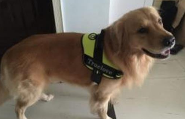 狗狗家中饲养15大常见问题———犬行为心理学 狗狗家中饲养15大常见问题———犬行为心理学