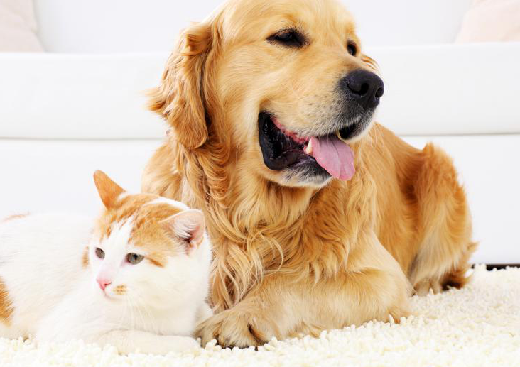 春季犬猫拒食,发春是一个重要原因! 春季犬猫拒食,发春是一个重要原因!