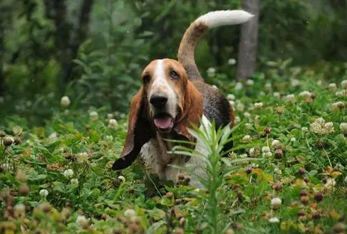 巴吉度犬好养吗?应该注意些什么? 巴吉度犬好养吗?应该注意些什么?