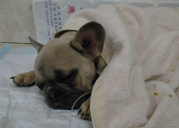 狗狗冠状病毒能存活多长时间