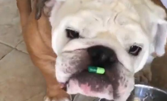 犬心保使用方法是什么？